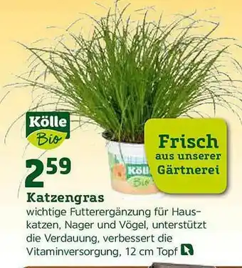 Pflanzen Kölle Katzengras Kölle Bio Angebot