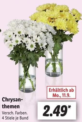 Lidl Chrysanthemen Angebot