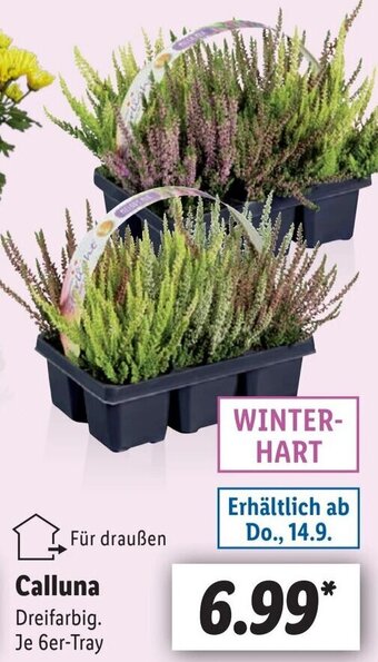 Lidl Calluna Angebot