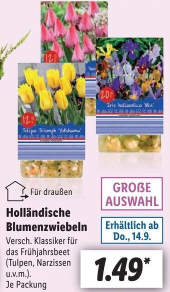 Lidl Holländische Blumenzwiebeln Angebot