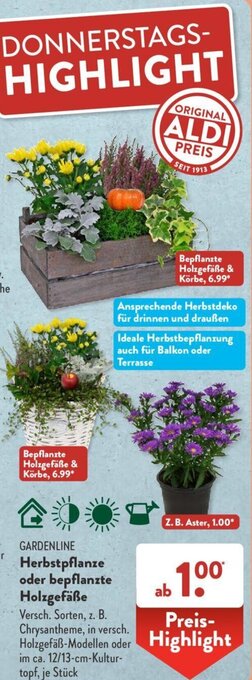 Aldi Süd GARDENLINE Herbstpflanze oder bepflanzte Holzgefäße Angebot