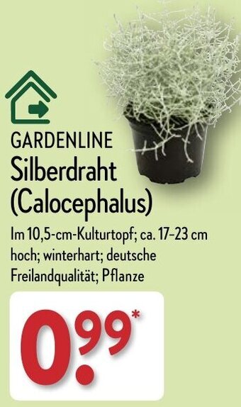 Aldi Nord GARDENLINE Silberdraht (Calocephalus) Angebot