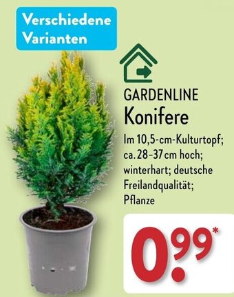 Aldi Nord GARDENLINE Konifere Angebot