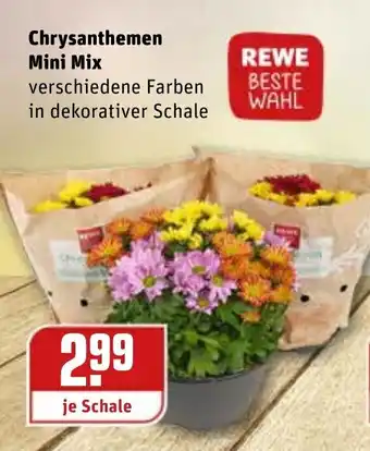 REWE Kaufpark Chrysanthemen Mini  Mix Angebot