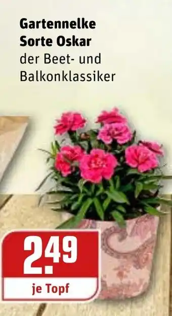 REWE Kaufpark Gartennelke Sorte Oskar Angebot