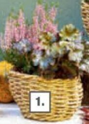 toom Baumarkt Herbst-Arrangements bepflanzter Korb Ø18 cm Angebot