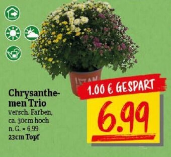 NP Discount Chrysanthemen Trio Angebot