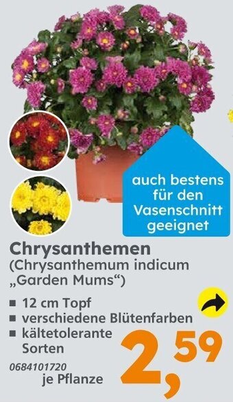 Globus Baumarkt Chrysanthemen Angebot