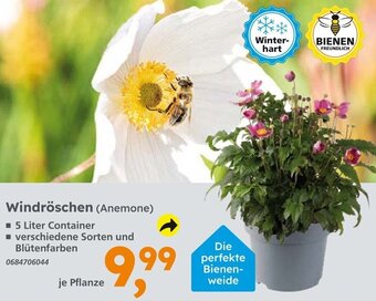 Globus Baumarkt Windröschen (Anemone) Angebot