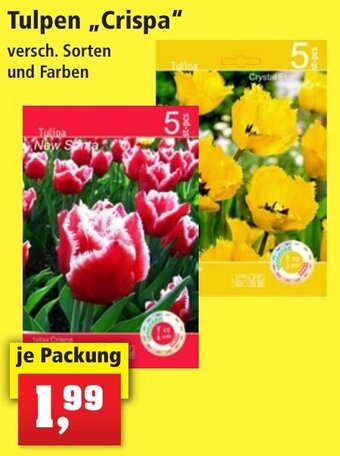 Thomas Philipps Tulpen Crispa Angebot