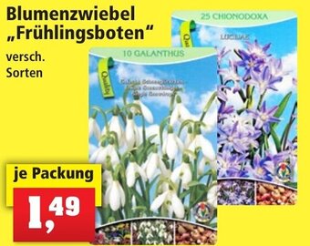 Thomas Philipps Blumenzwiebel Frühlingsboten Angebot