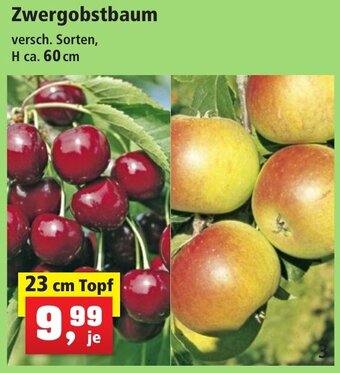 Thomas Philipps Zwergobstbaum 23 cm Topf Angebot