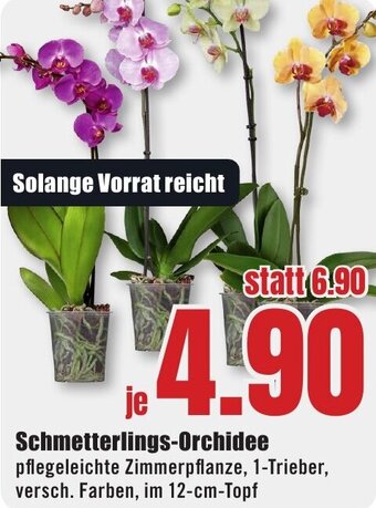 B1 Discount Baumarkt Schmetterlings-Orchidee Angebot