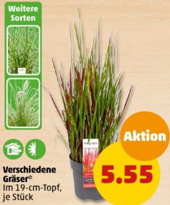 PENNY Verschiedene Gräser Angebot