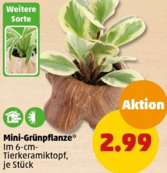 PENNY Mini-Grünpflanze Angebot