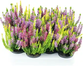 Hornbach Dreifarbige knospenheide floraself calluna vulgaris 'beauty ladies'starline trio ø 9,5 cm topf versch. sorten, farben Angebot