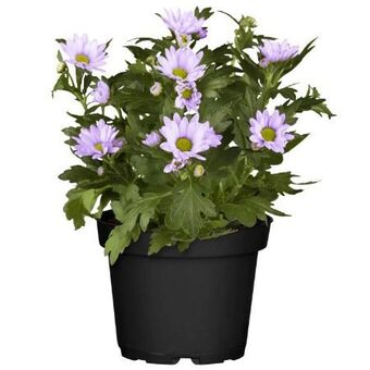 toom Baumarkt Chrysantheme Angebot