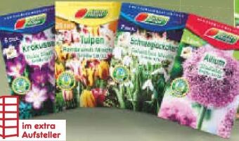 Netto Marken-Discount Blumenzwiebel Angebot