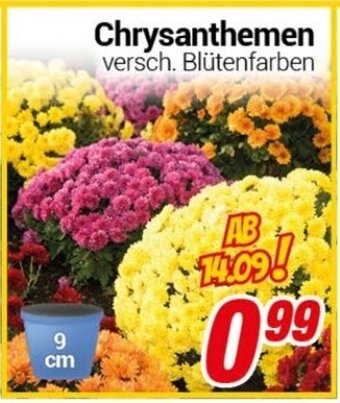 CENTERSHOP Chrysanthemen Angebot