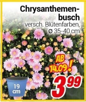 CENTERSHOP Chrysanthemenbusch Angebot