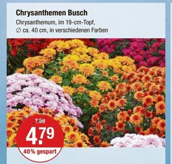 V Markt Chrysanthemen Busch Angebot