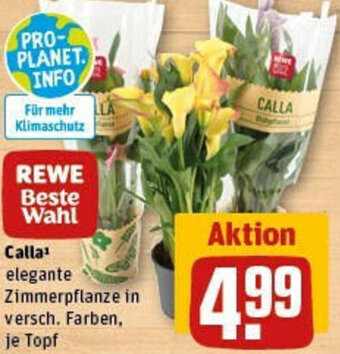 REWE Calla Angebot