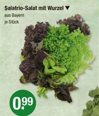 V Markt Salatrio-Salat mit Wurzel Angebot