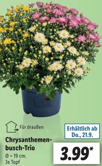 Lidl Chrysanthemenbusch-Trio Angebot