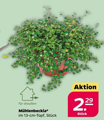 NETTO Mühlenbeckia 13-cm-Topf Angebot