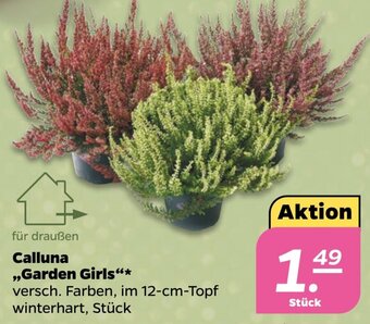 Netto Calluna Garden Girls Angebot
