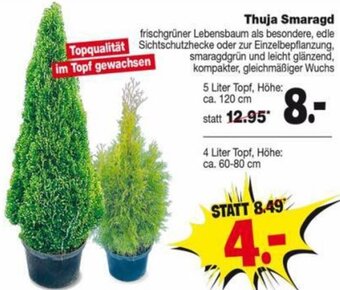 Repo Markt Thuja Smaragd Angebot