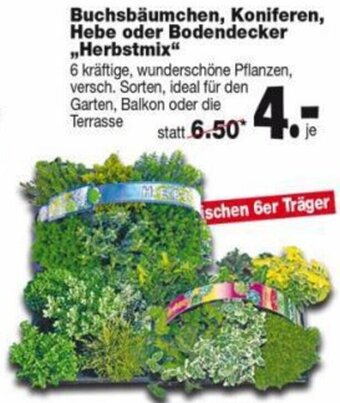 Repo Markt Buchsbäumchen, Koniferen, Hebe oder Bodendecker Herbstmix Angebot