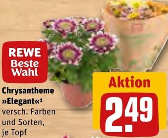 REWE Center Chrysantheme Elegant Angebot