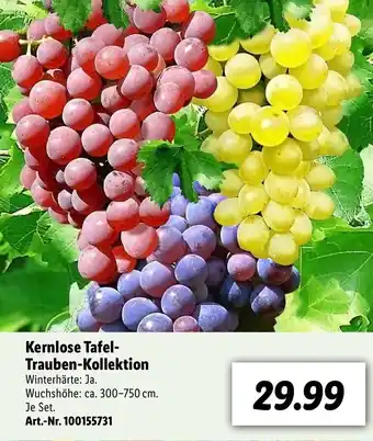 Lidl Kernlose Tafel Trauben Kollektion Angebot