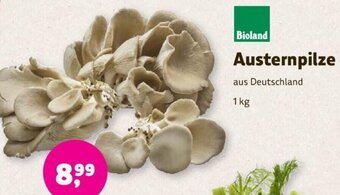 Denns BioMarkt Bioland Austernpilze 1 kg Angebot