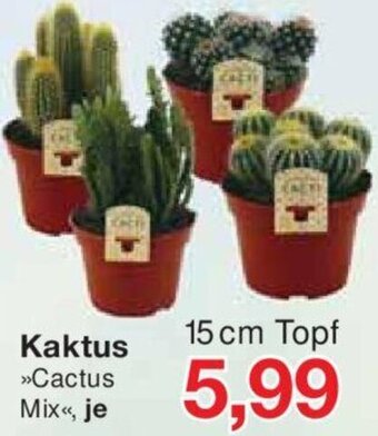 Jawoll Kaktus 15 cm Topf Angebot