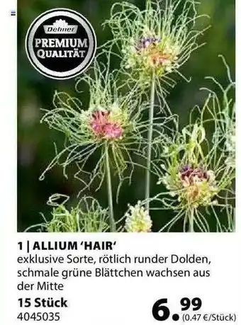 Dehner Allium 'hair' Angebot