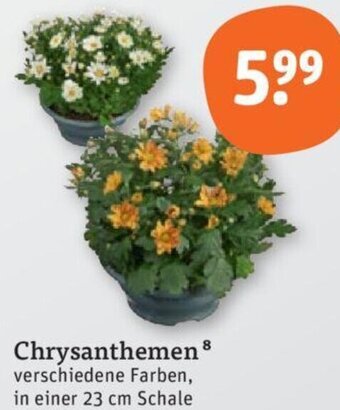 tegut Chrysanthemen Angebot