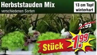 Wiglo Wunderland Herbststauden Mix Angebot