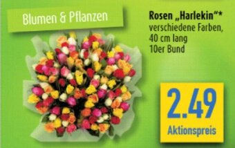 diska Rosen "Harlekin"verschiedene Farben, 40 cm lang 10er Bund Angebot