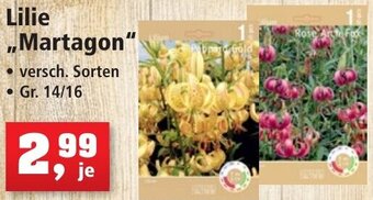 Thomas Philipps Lilie Martagon Angebot