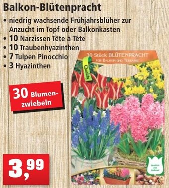 Thomas Philipps Balkon-Blütenpracht Angebot