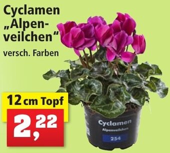 Thomas Philipps Cyclamen Alpenveilchen 12 cm Topf Angebot