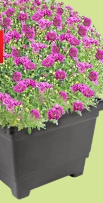 Thomas Philipps Chrysanthemen kugel Angebot