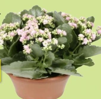 Thomas Philipps Kalanchoe Angebot