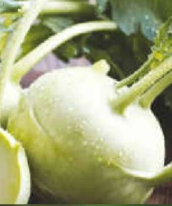 Netto Marken-Discount Kohlrabi Angebot