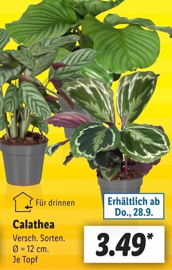 Lidl Calathea Angebot