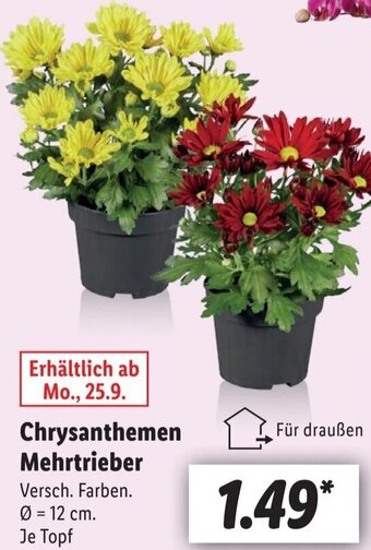 Lidl Chrysanthemen Mehrtrieber Angebot
