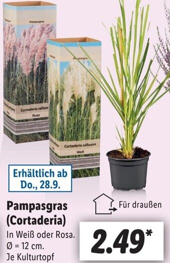 Lidl Pampasgras (Cortaderia) Angebot