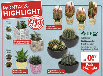 Aldi Süd GARDENLINE Kakteen oder Sukkulenten Angebot